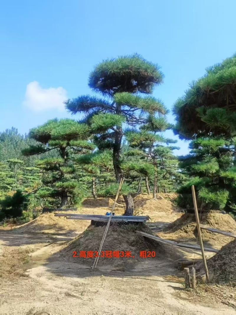 山东造型松赤松古松黑松盆景，基地直发按需定制，诚信经营