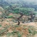 山东造型松赤松古松黑松盆景，基地直发按需定制，诚信经营