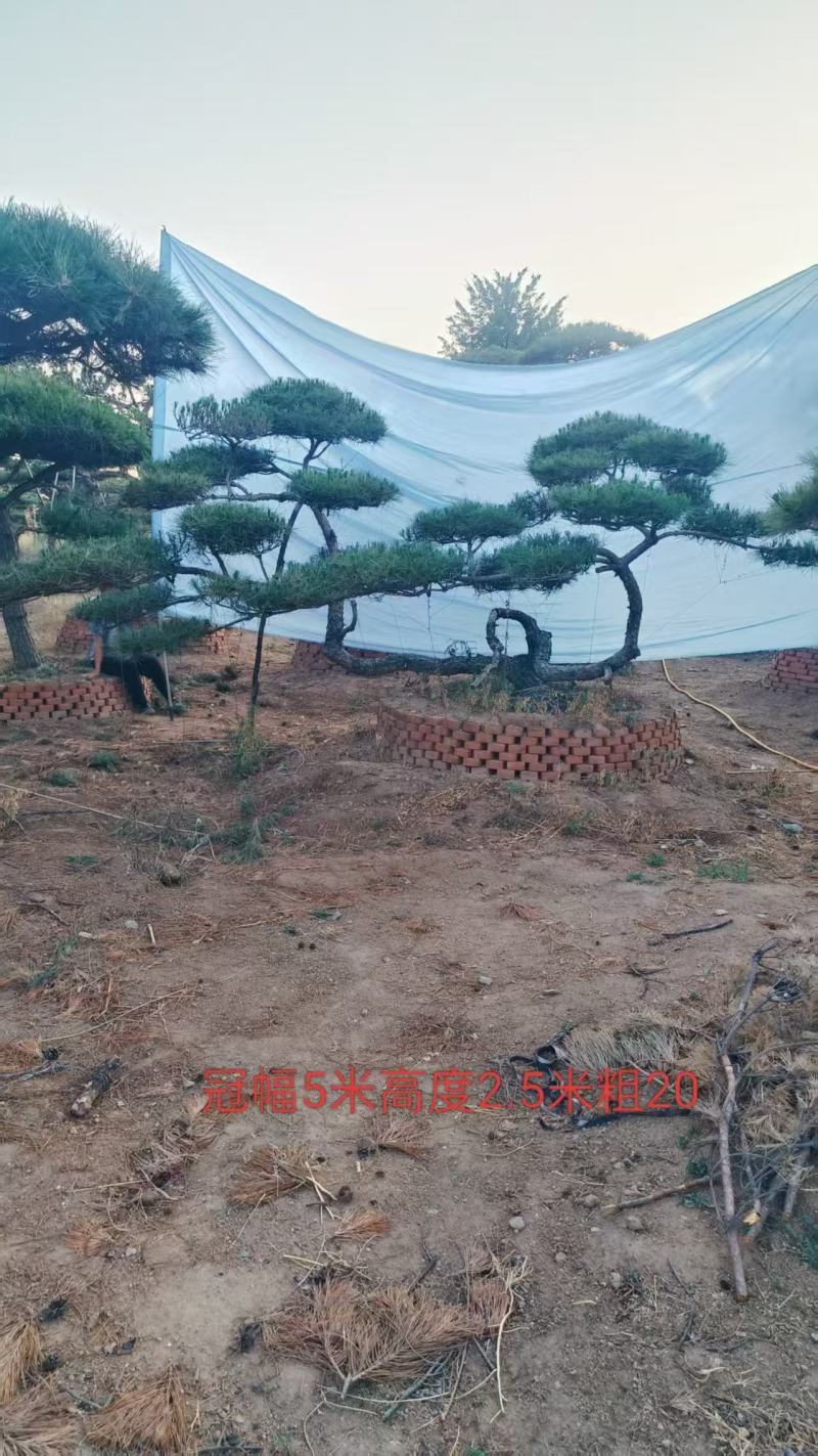造型松，特选造型，规格齐全，提供技术指导，按需定制，诚信经营
