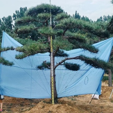 精品山东造型松，量大从优，品质保证，诚信经营，可视频看货