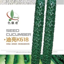 黄瓜种子油亮K618耐高温油亮绿肉春秋棚露地专用