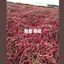 新疆和静开来红辣椒（是提取天然色素和加工出口的优良干椒）