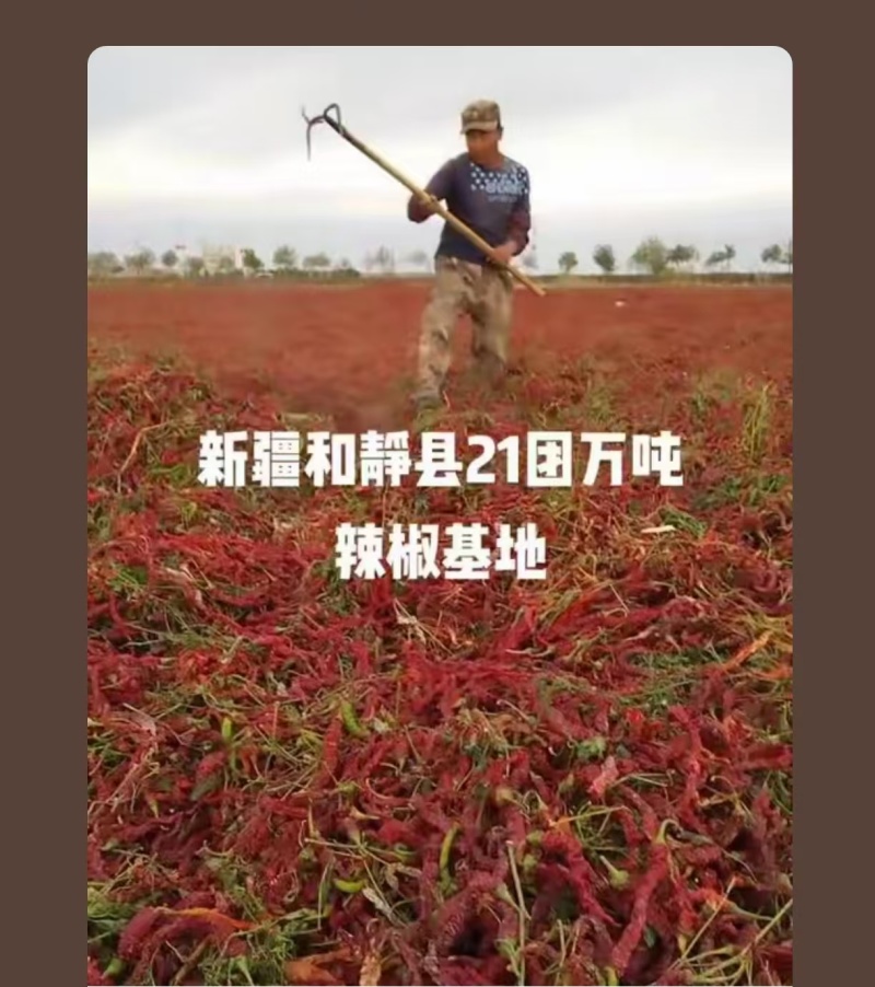 新疆和静开来红辣椒（是提取天然色素和加工出口的优良干椒）