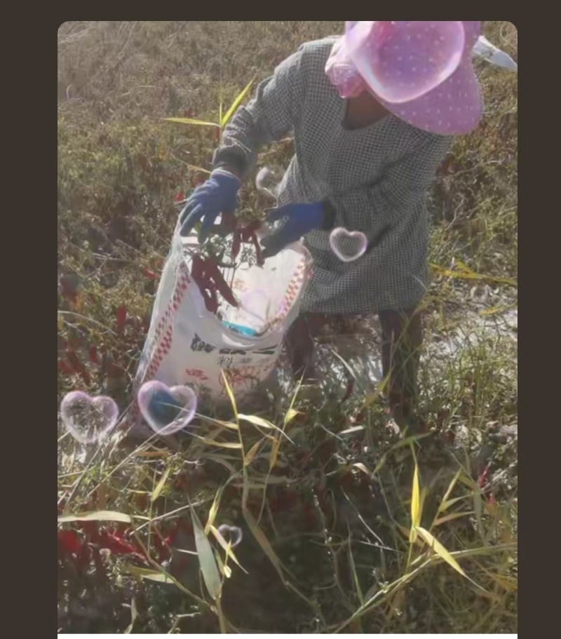 新疆和静开来红辣椒（是提取天然色素和加工出口的优良干椒）