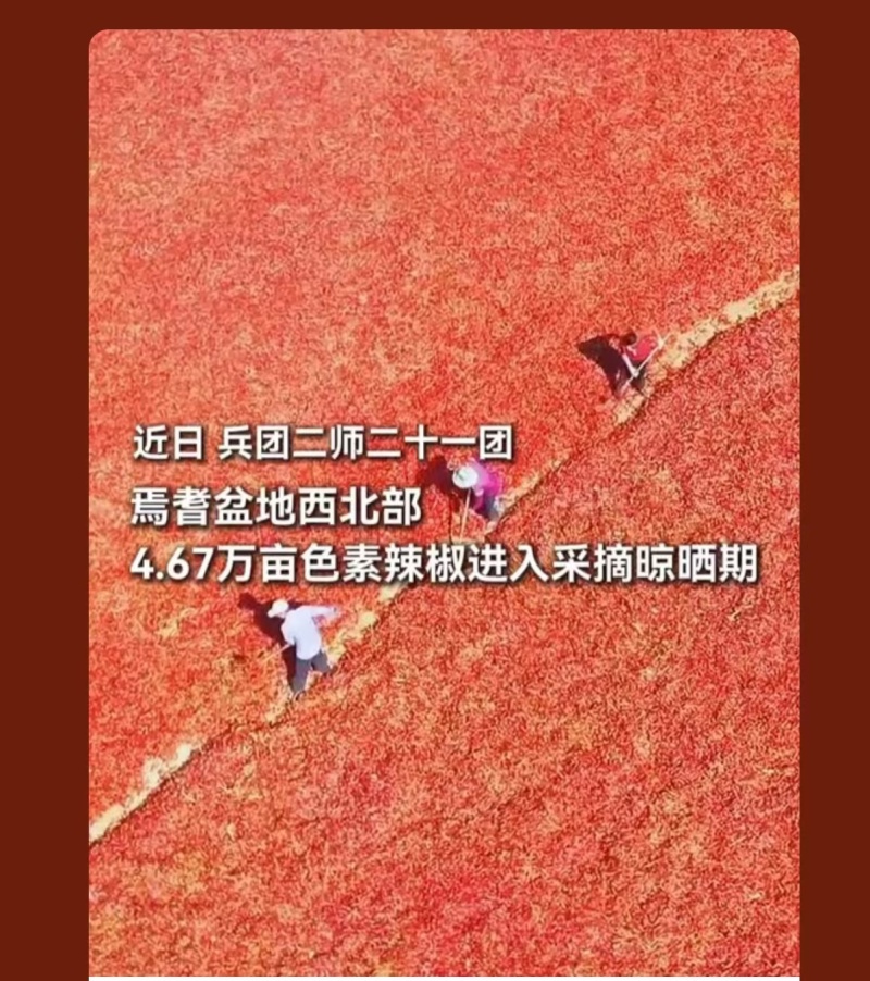 新疆和静开来红辣椒（是提取天然色素和加工出口的优良干椒）
