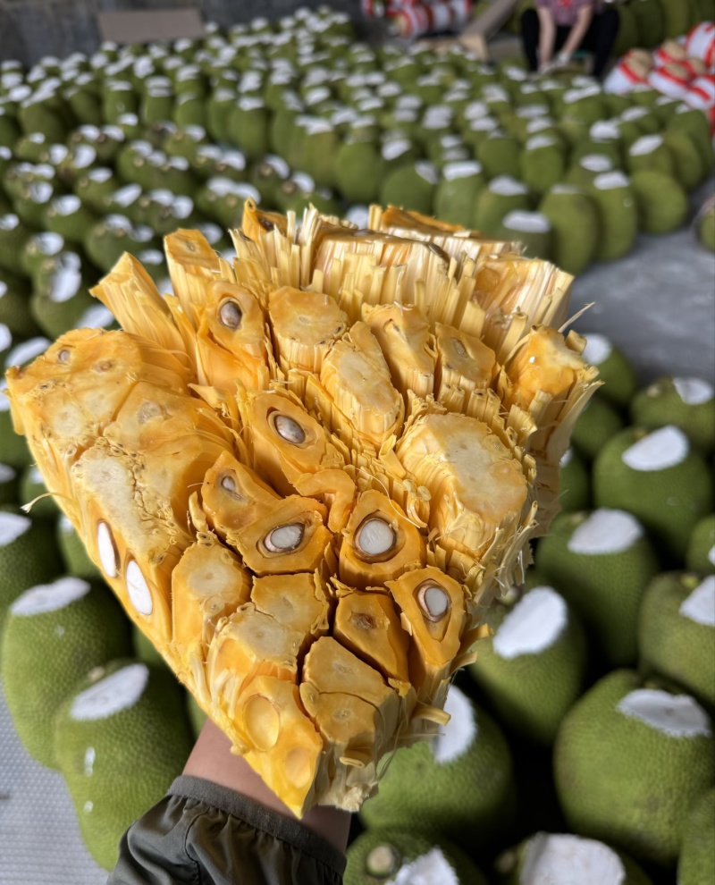 海南泰八红肉菠萝蜜，干苞脆甜肉厚核小，货源充足，全国发货