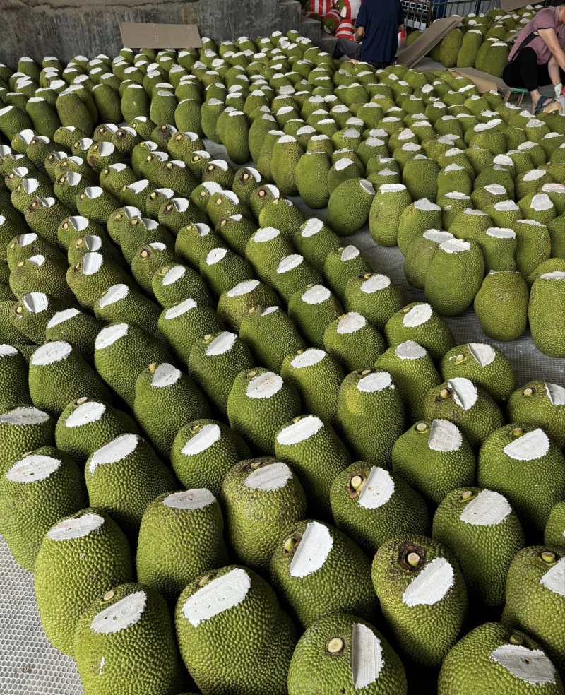 海南泰八红肉菠萝蜜，干苞脆甜肉厚核小，货源充足，全国发货