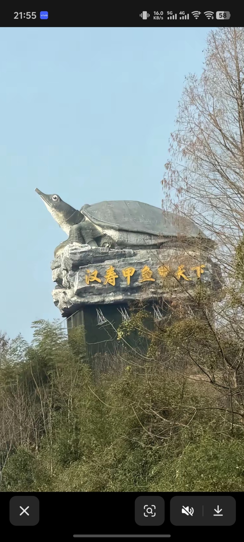 甲鱼鲜活
