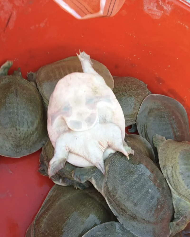 甲鱼鲜活