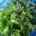 鲜艾草味道浓郁橙乡有艾，大桥艾草量大从优