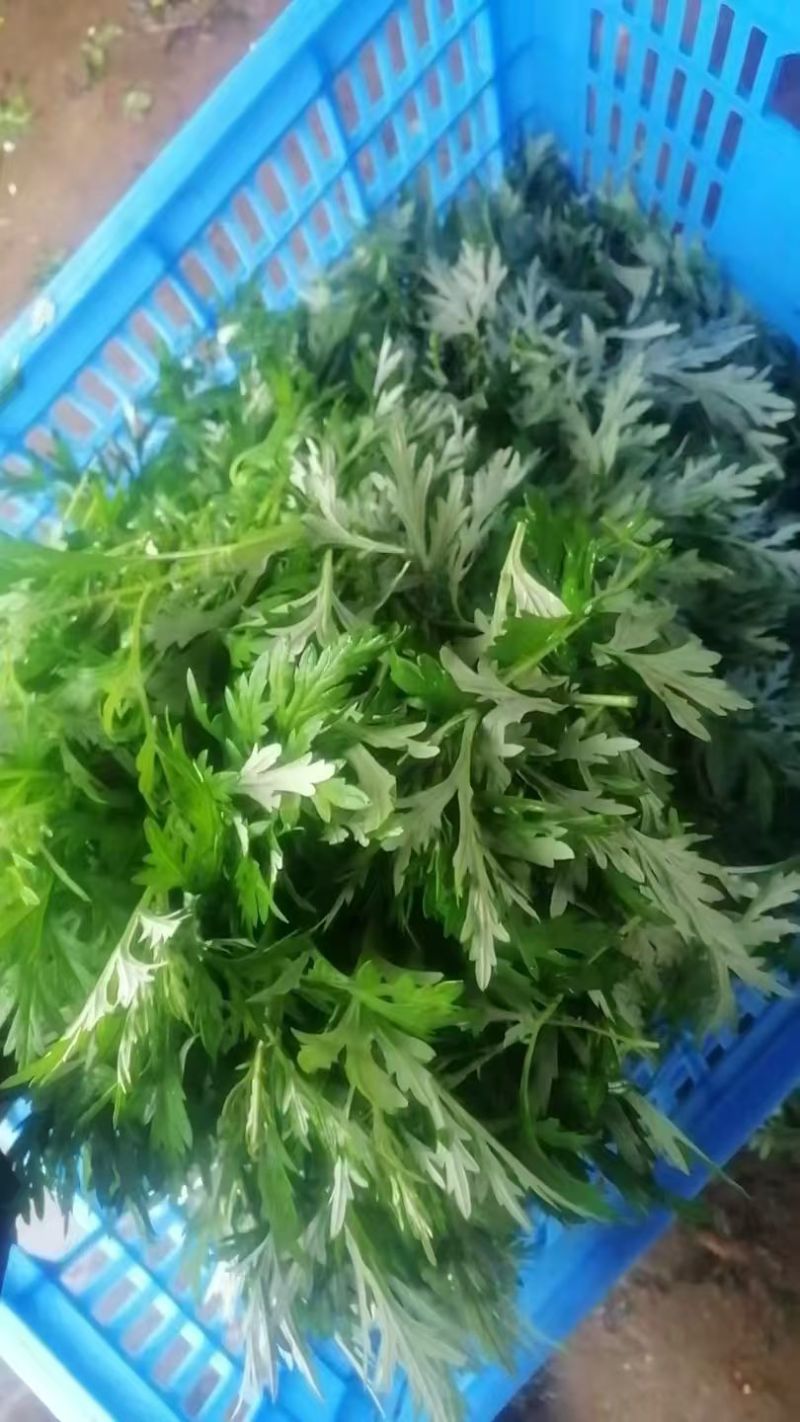 鲜艾草味道浓郁橙乡有艾，大桥艾草量大从优
