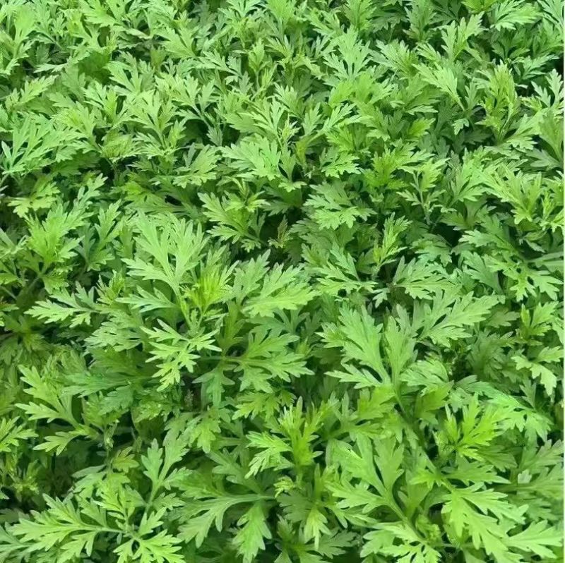鲜艾草味道浓郁橙乡有艾，大桥艾草量大从优