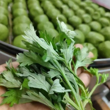 新鲜艾草。可做青团，艾米果，艾板，艾面包，味香浓郁。