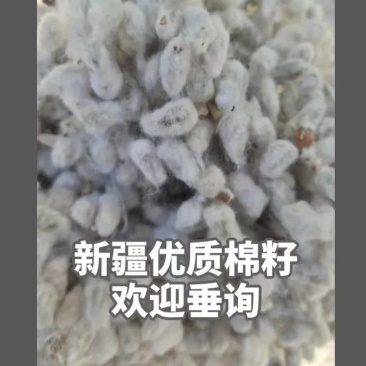 新疆库尔勒棉子充足需要的老板联系
