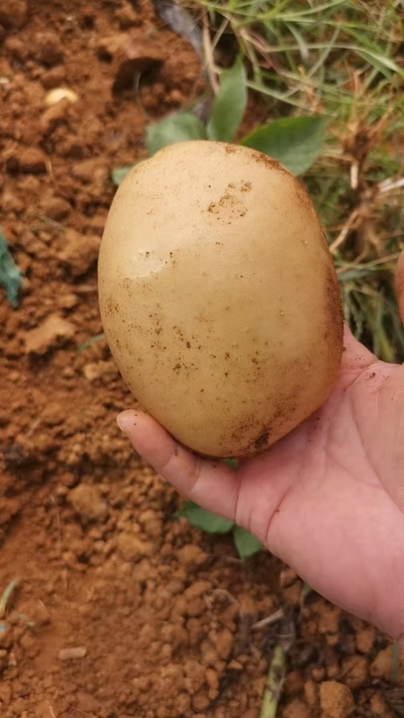 广西新土豆陆续上市需要的联系