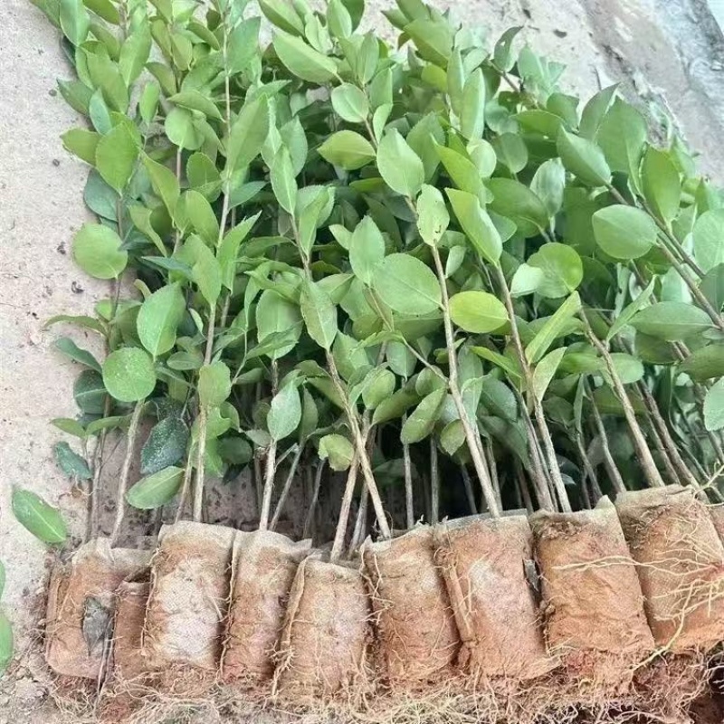 油茶苗