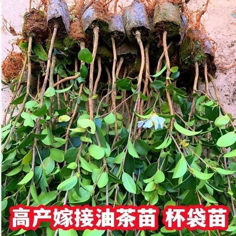 油茶苗