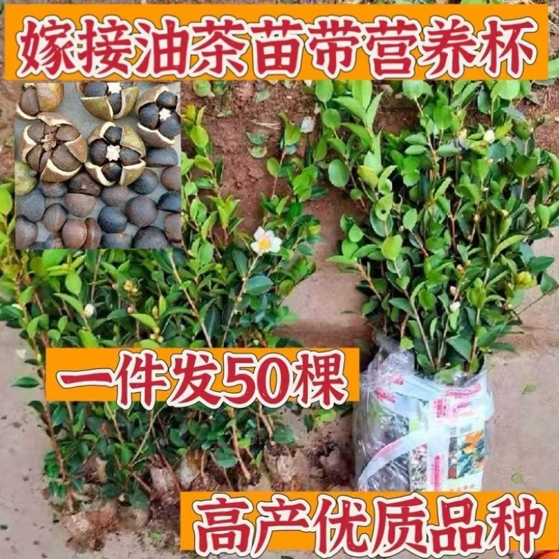 油茶苗