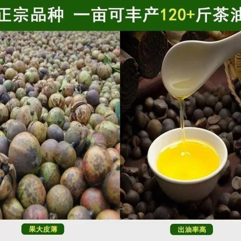 油茶苗