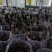 黑皮鸡枞菌菌包