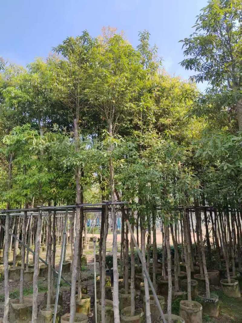 金丝楠木袋苗各种规格移植袋苗现货供应
