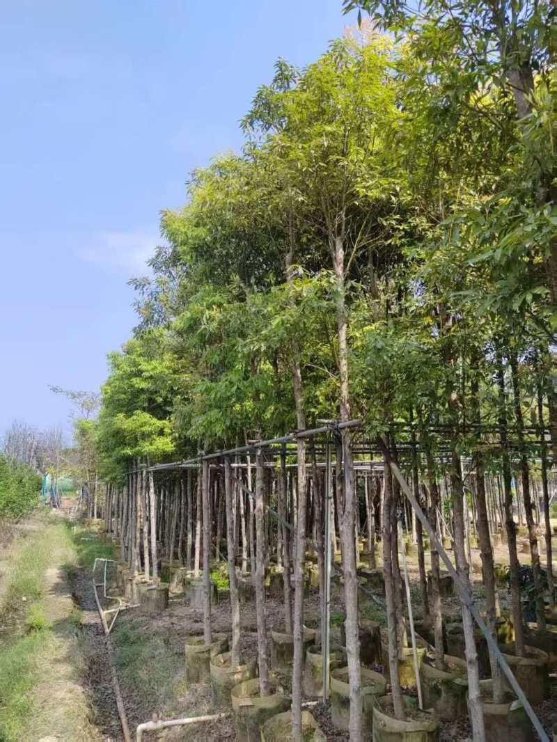 金丝楠木袋苗各种规格移植袋苗现货供应