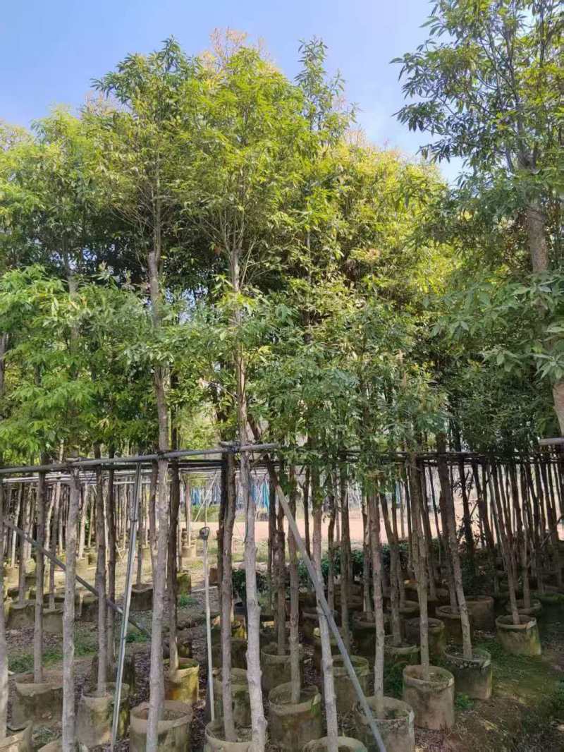 金丝楠木袋苗各种规格移植袋苗现货供应