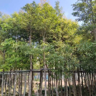 金丝楠木袋苗各种规格移植袋苗现货供应