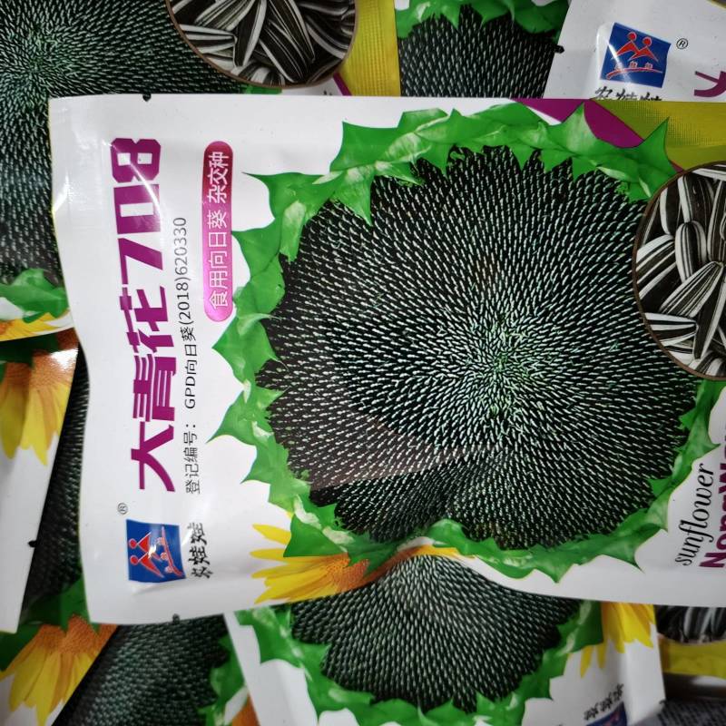 杂交食用向日葵种子生育期120天株高170厘米包邮