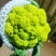 紫花菜，可以定植，有1000亩地