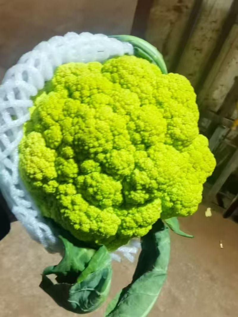 紫花菜，可以定植，有1000亩地