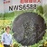 油葵种子杂交种登记品种高油高产