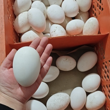农家散养土鹅蛋，纯牧草粮食喂养，当日现捡现发保新鲜