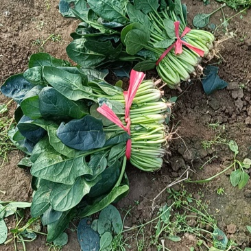 大叶菠菜