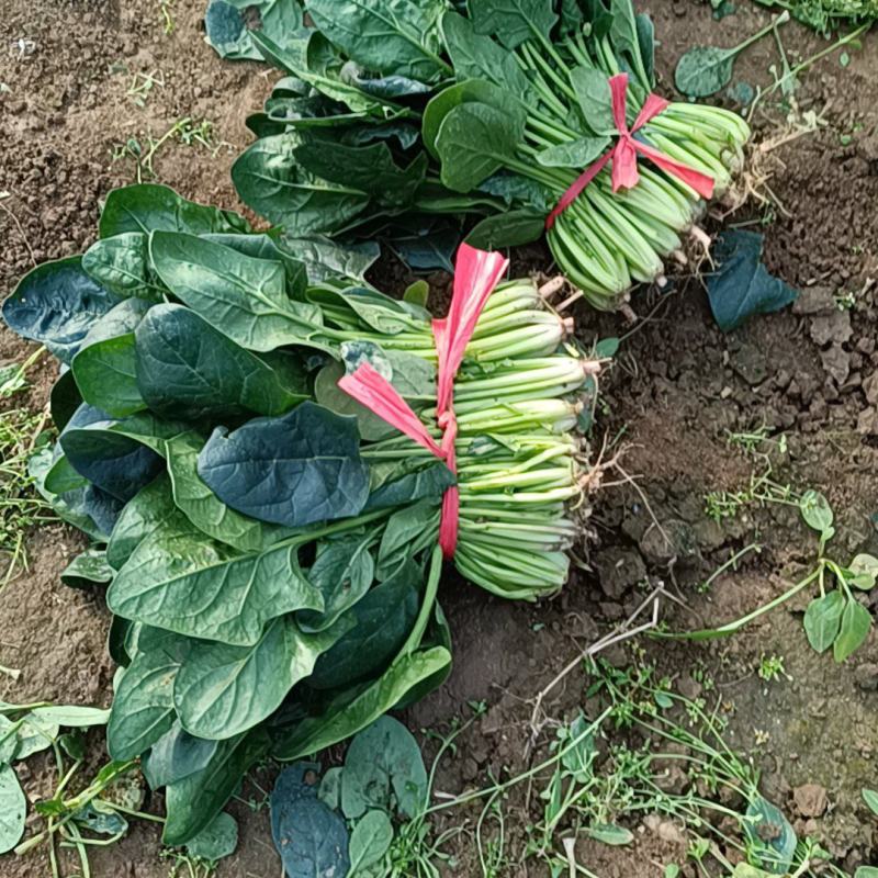 大叶菠菜