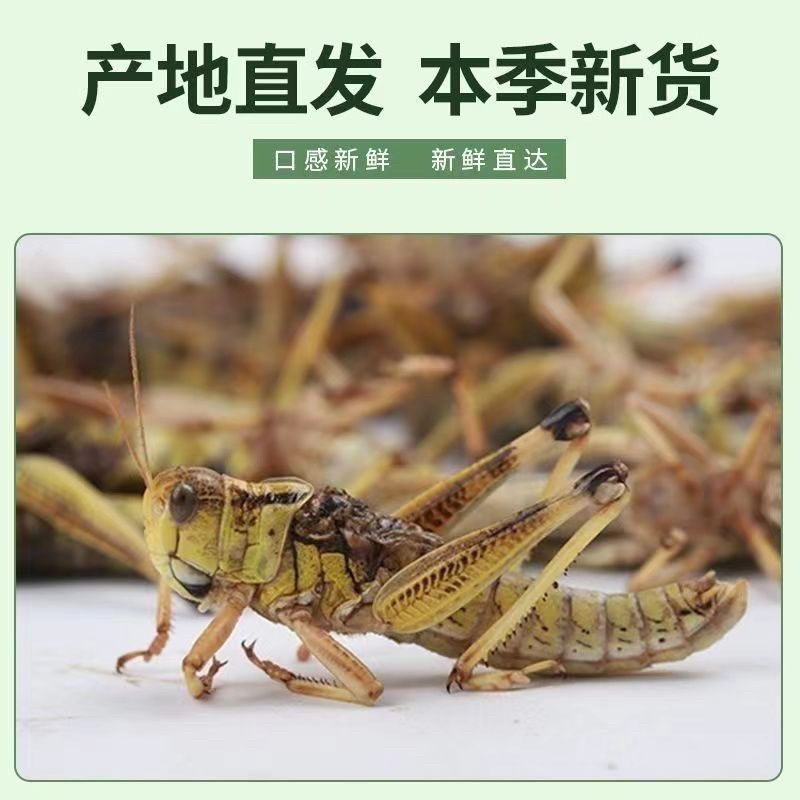 东亚飞蝗预售活体速冻湖北荆州产地直供