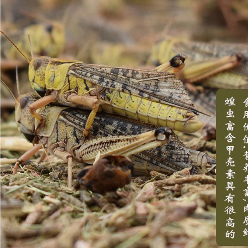 东亚飞蝗预售活体速冻湖北荆州产地直供