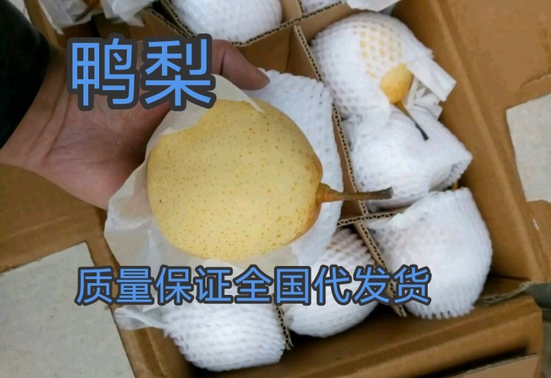 大量，鸭梨，口感好，各种型号，都有，质量保证，诚信第一位