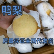 大量，鸭梨，口感好，各种型号，都有，质量保证，诚信第一位
