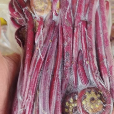 新鲜现摘真空包装广西蕨菜广西蕨菜