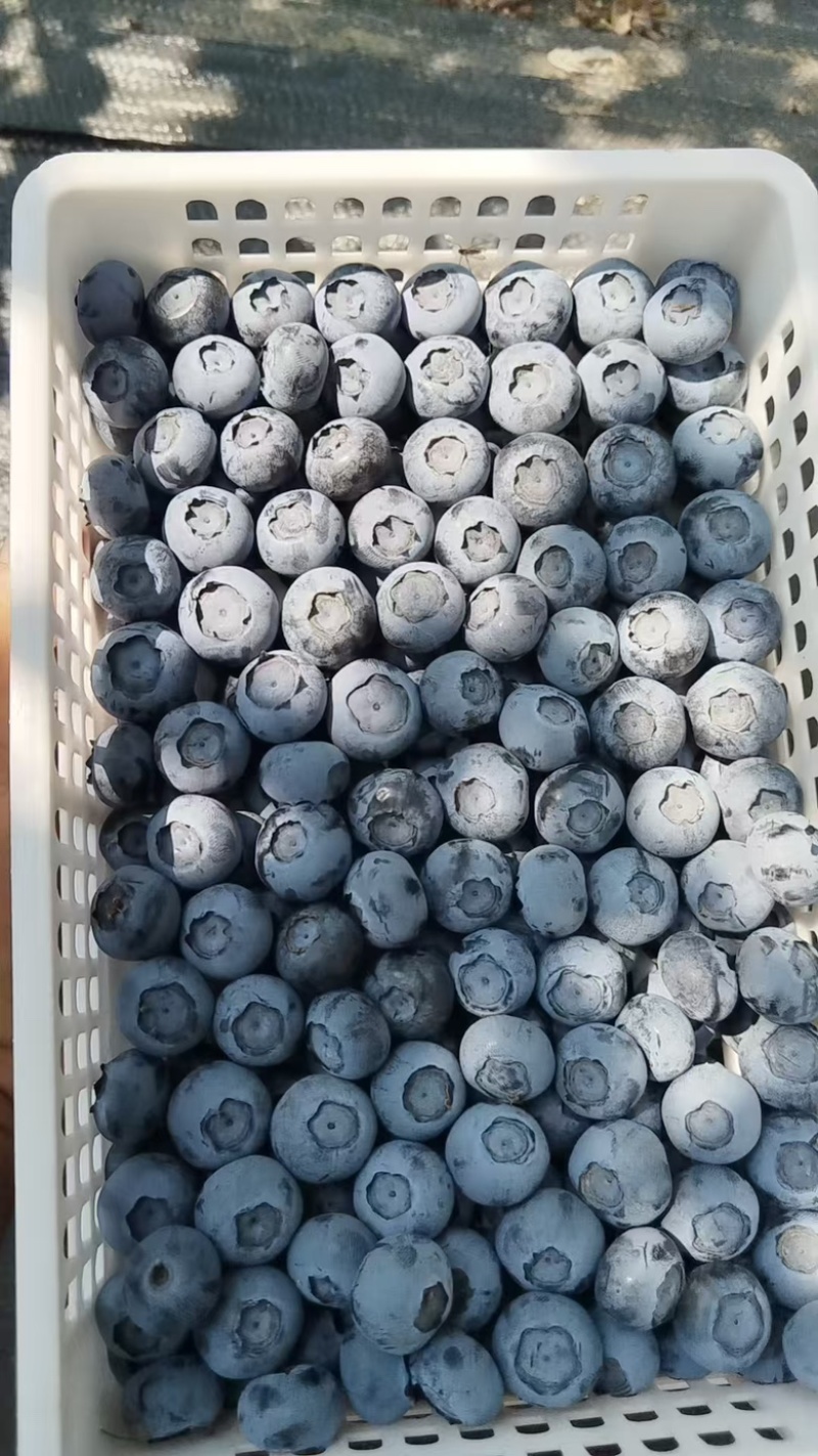 L11蓝莓产地大量现货供应，当天采摘，当天发货