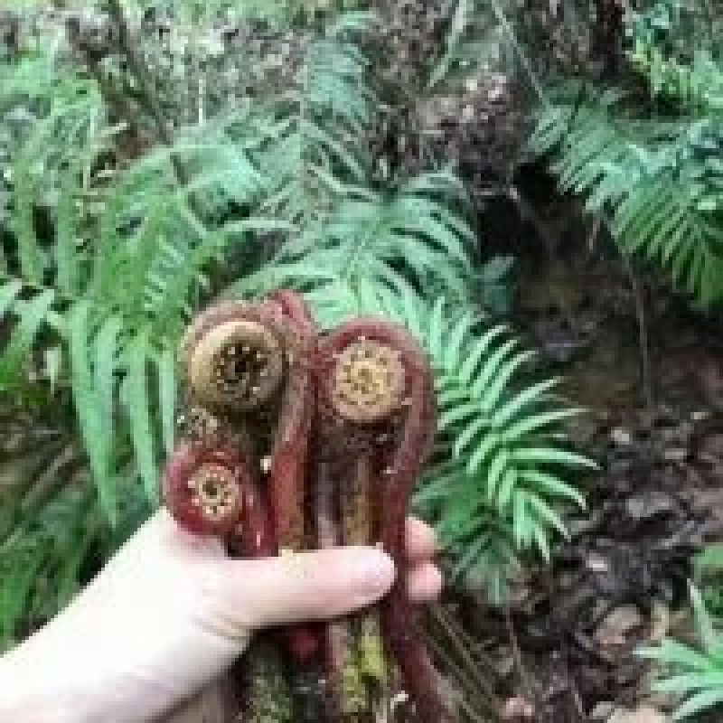 新鲜现摘真空包装广西蕨菜广西蕨菜