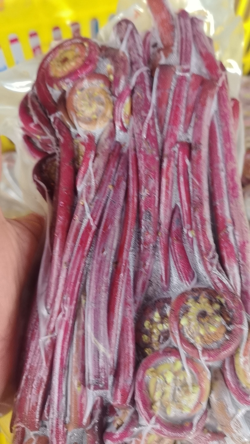 新鲜现摘真空包装广西蕨菜广西蕨菜