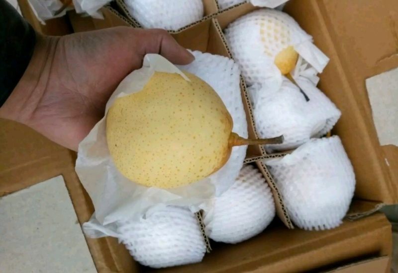 鸭梨，筐装，箱装各种型号，大量有货，质量保证，诚信第一位