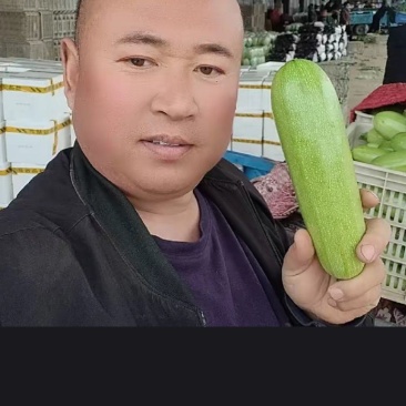 山东聊城万亩西葫芦火热销售中欢迎前来选购