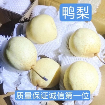 鸭梨，筐装，箱装各种型号，大量有货，质量保证，诚信第一位