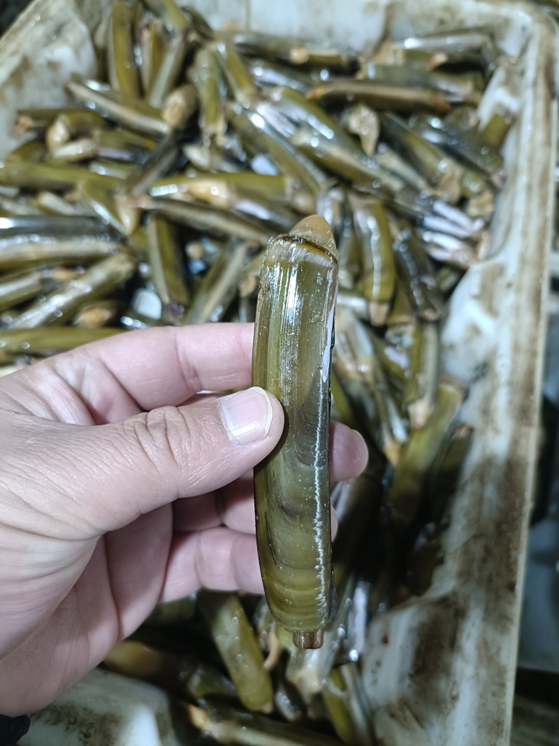 东港每天新鲜蛏子发货