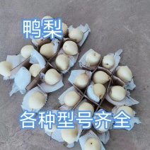 鸭梨，箱装，筐装，各种型号齐全，质量保证，诚信第一位
