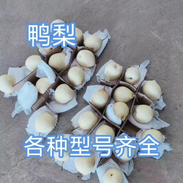 鸭梨，箱装，筐装，各种型号齐全，质量保证，诚信第一位