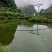 草鱼
